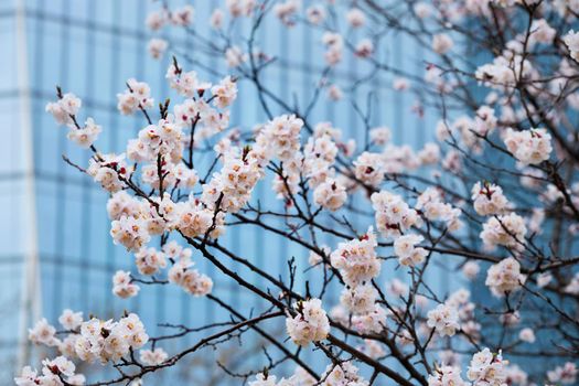 Blooming sakura blossoms flowers close up with skyscraper in the background. Seoul, Korea