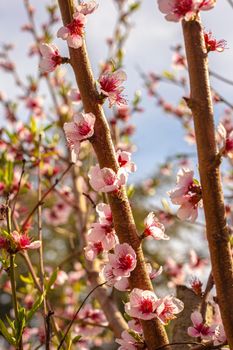 Macro shot of Peach blossoms in spring. Selective focus shot of peach flower in spring