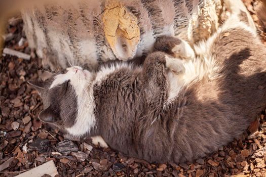 Close up shot of Cute cat on paws in the air