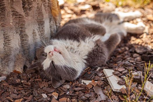 Close up shot of Cute cat belly up