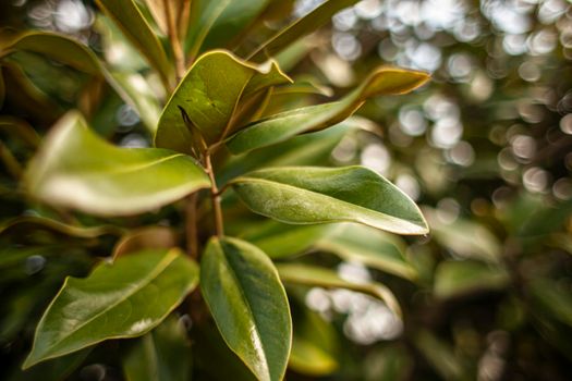 Magnolia leaves detail selective focus shot in nature