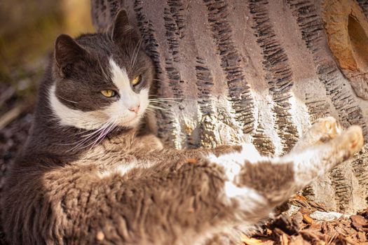 Close up shot of Cute cat relax outdoor