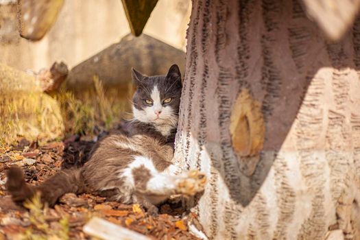 Close up shot of Cute cat relax outdoor