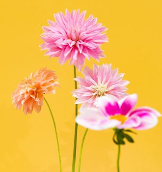 Dahlias are gorgeous flowers that bloom from midsummer through autumn Dahlia is a genus of tuberous plants that are members of the Asterisk family