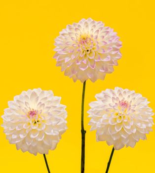 Dahlias are gorgeous flowers that bloom from midsummer through autumn Dahlia is a genus of tuberous plants that are members of the Asterisk family