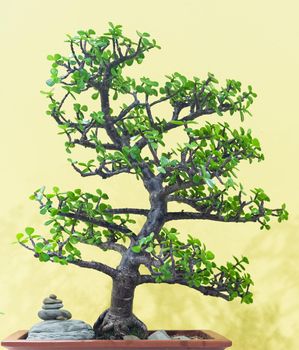 Serengeti thespians is a shrub from the family Reminiscence native to southern China It is widely used for creating bonsai