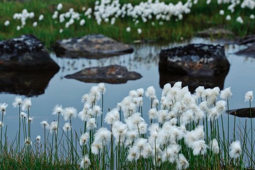 Newfoundland cotonhedge blossoms in a water bog