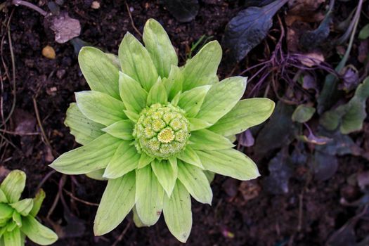 Petasites japonicus, also known as butterbur, giant butterbur, great butterbur and sweet-coltsfoot in early spring