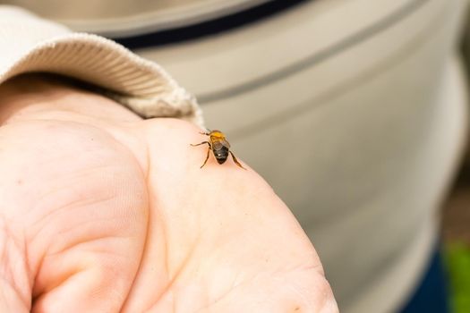 bee lies on a large male palm. Close-up.