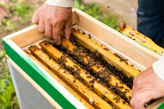 beekeeper's hand holds empty eaten honeycombs.