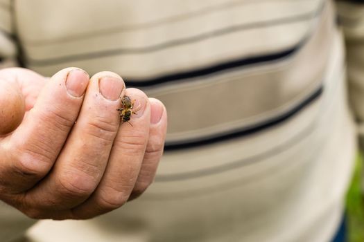 bee lies on a large male palm. Close-up.