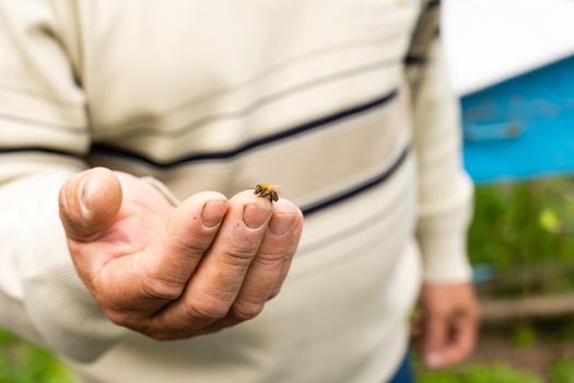 bee lies on a large male palm. Close-up.