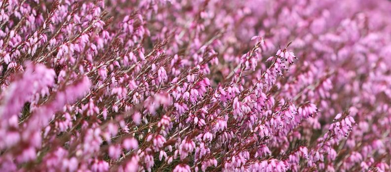 Pink Erica carnea flowers, winter Heath, in the garden in early spring. Floral background, botanical concept