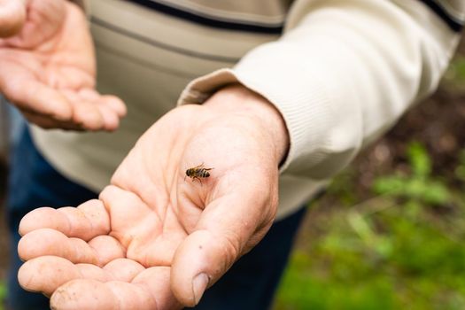 bee lies on a large male palm. Close-up.