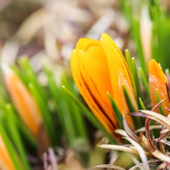 Spring is coming. The first yellow crocuses in my garden on a sunny day