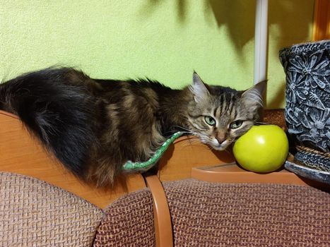 A cat named Kryma lies on a battery near a green apple.