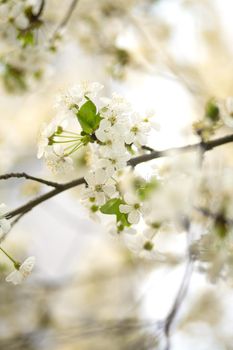 Cherry blossom in spring. White flowers on bloom.