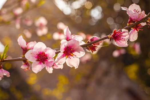 Macro shot of Peach blossoms in spring. Selective focus shot of peach flower in spring