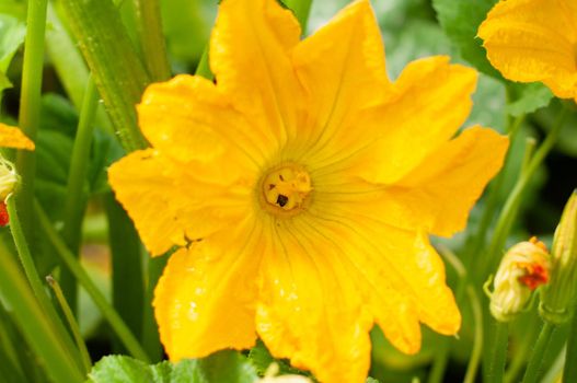 a huge yellow zucchini flower, a beetle pollinates a flower inside, beautiful in nature. High quality photo