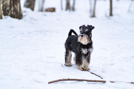 Miniature Schnauzer dog beard snow white, from cute animal from breed and young mammal, black hite. Wooden small lake, coat grass fun