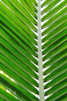 Abstract tropical green texture background, Striped of palm leaf, Vintage tone