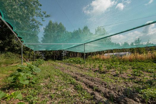Vegetable home garden with seedlings and young greens. Garden ridges with transparent tent protection of the sun