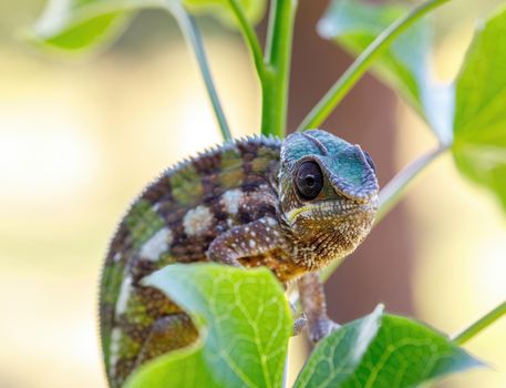 Endemic lizard Panther chameleon (Furcifer pardalis) in rainforest at Masoala, Toamasina Province, Madagascar wildlife.