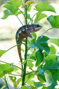 Endemic lizard Panther chameleon (Furcifer pardalis) in rainforest at Masoala, Toamasina Province, Madagascar wildlife.