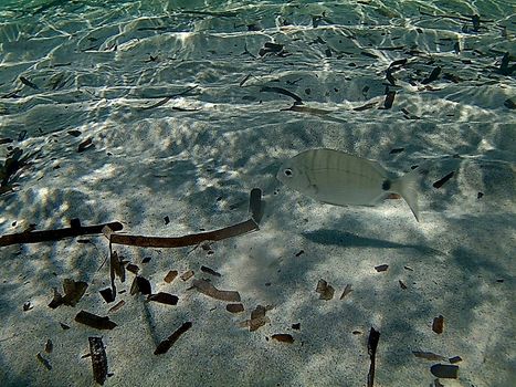 Lonely fish among the white sands of the Mediterranean Sea.Aquatic photography, light, big silver fish. poseidonia seaweed