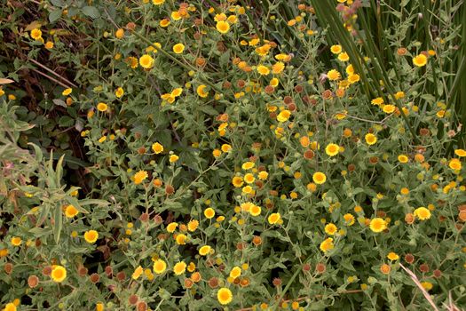 Yellow flowers, catnip, Pulicaria dysenterica, zenithal view, yellow and green colours, colourful spring vegetation.