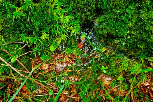 Beautiful green moss in the forest, the background of nature