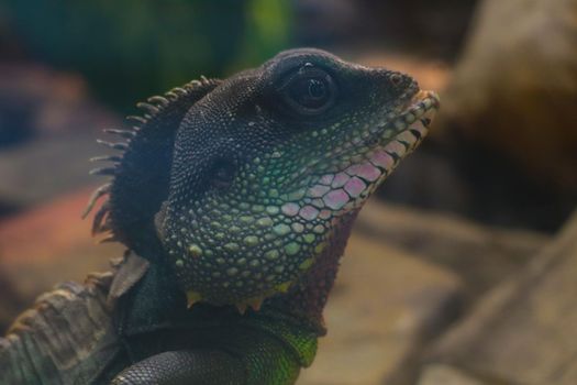 Close-up of a beautiful green chameleon