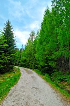 A picturesque forest road along green trees