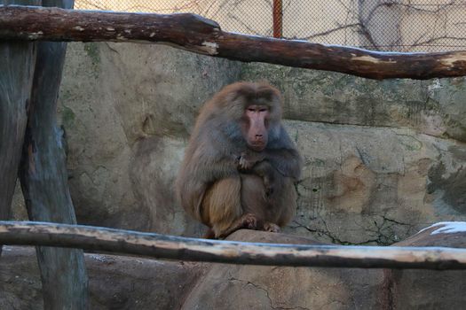 A funny macaque sits on a rock. Background wildlife