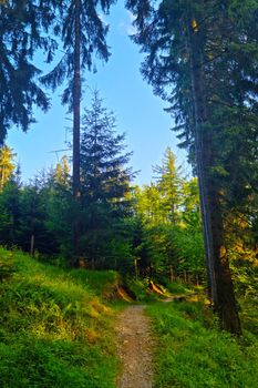 Beautiful picturesque hiking trail in a green forest
