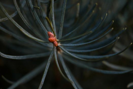 Selective focus, beautiful pine branch with long needles