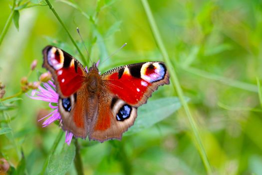 Spring or summer background. On the flower sits a butterfly in a meadow