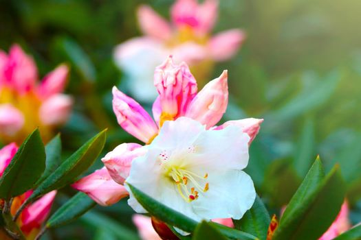 Young branches of flowering azaleas in the park in the spring