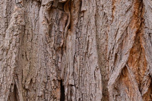 Close-up of the bark of the old tree, the texture of the wood, the wooden background