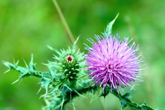 A purple flower blooms in a green meadow, the backdrop of nature