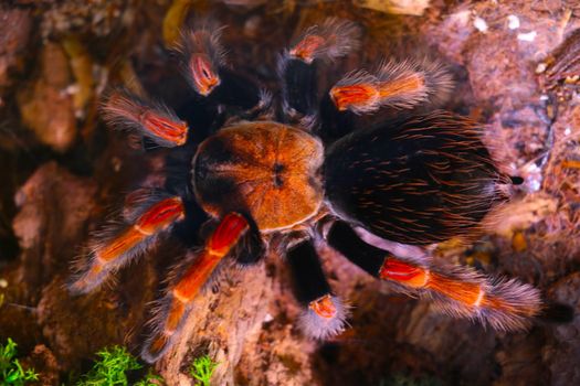 Close-up of a large spider. Dangerous insects