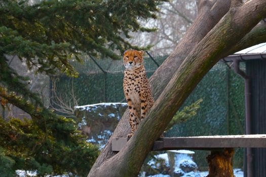 A cheetah sits in a tree. A fast animal