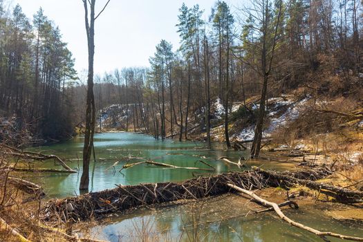 Large beaver dam which flooded marshes and created lake in Belarus