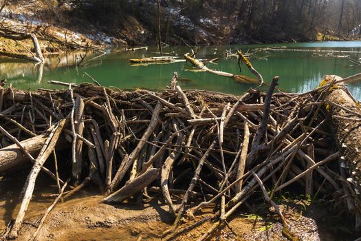 Large beaver dam which flooded marshes and created lake in Belarus