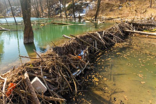 Large beaver dam which flooded marshes and created lake in Belarus