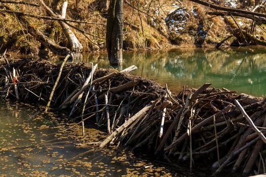 Large beaver dam which flooded marshes and created lake in Belarus