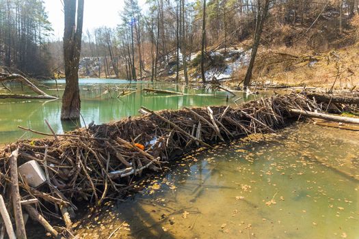 Large beaver dam which flooded marshes and created lake in Belarus