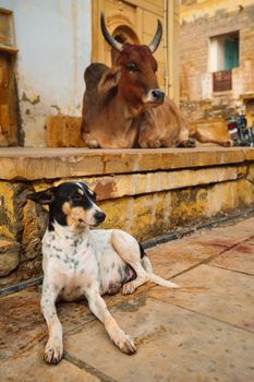 Indian cow and dog resting sleeping in the street. Cow is a sacred animal in India. Jaisalmer fort, Rajasthan, India