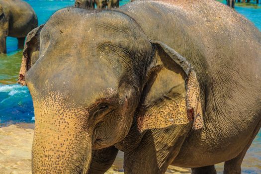 Elephant Orphanage (Sri Lanka Pinna Wara). Shooting Location: Sri Lanka