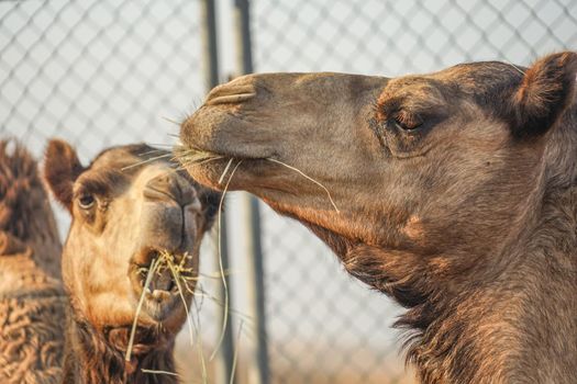 Arabian Desert Camel (United Arab Emirates). Shooting Location: Dubai